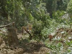 MS Tractor dragging felled rainforest tree away / Tawau, Sabah, Malaysia Stock Footage