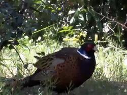 Elliot's Pheasan stretching....close up Stock Footage