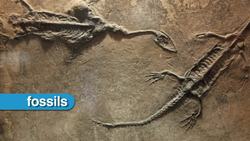 Extinct Instructional Video