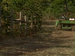 Shot of small tractor moving through coffee bean plantation. Stock Footage