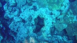 Underwater Coral Reef off Bermuda Coastline News Clip