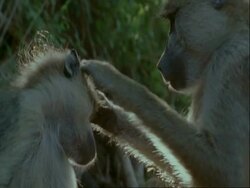 CU pair of Baboons grooming each other, backlit, Tanzania Stock Footage