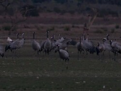 European Cranes (Grus grus), North East Extremadura in Dehesa. The cranes migrate south in winter from Scandinavia and Northern Europe to Spain and roost in large numbers mainly on lake shores. They feed in the dehesas on acorns and invertebrates. Stock Footage