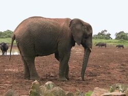 MS Shot of African elephant (loxodonta) on Abarder mountain walking near water / Abarder, Kenya Stock Footage