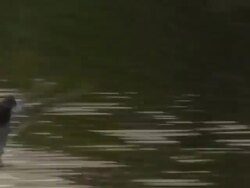 Charlottenburg mallard 2  1080/60i Stock Footage