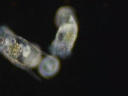 ECU R/F SLO MO Shot of three rotifer keratella with eggs / Newcastle Emlyn, Ceredigion, United Kingdom Stock Footage