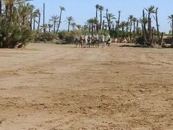 MS SLO MO Shot of men on horseback performing fantasia / Marrakech, Tensift, Morocco  Stock Footage