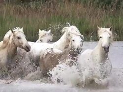 WS SLO MO ZI View of camargue horse herd galloping through swamp / Saintes Marie de la Mer, Camargue, France Stock Footage