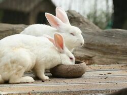 Rabbits Stock Footage