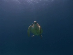 Green turtle (Chelonia mydas) eating on the fly, with remora, House reef, Dimakya Island, Coron, The Philippines Stock Footage