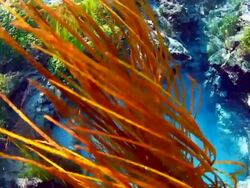 Fresh Water Turkey Stock Footage