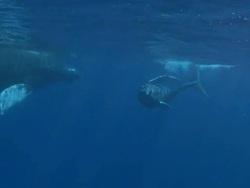 Humpback Whales Stock Footage