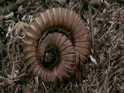 CU Centipede curled up, Tanzania Stock Footage