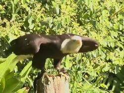 Pan Right American Bald Eagle  Stock Footage