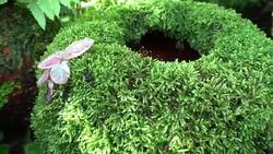 Green plant grass moss Stock Footage