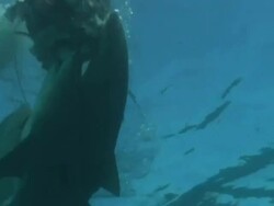Low Angle hand-held pan-right zoom-out - Sharks feed on bait at the surface of the ocean. Stock Footage