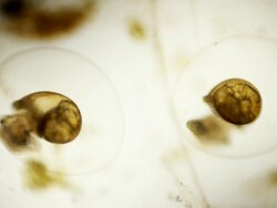 embryonic snails Stock Footage