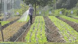 Farmer Watering vegetables Stock Footage