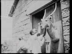 Africa 1930s, wildlife including zebras, giraffes, lions, hippos, elephants, insects, and chameleons. A white hunter hangs zebra skins. Stock Footage