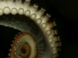 Octopus Tentaculars in the Abyss Stock Footage