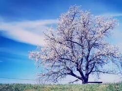 HD Motion Time-Lapse: Clouds Over Cherry Blossom Tree Stock Footage