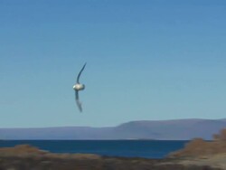 A gull soars near a coast in Iceland. Stock Footage