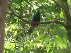 Quetzal male - Costa Rica wildlife Stock Footage