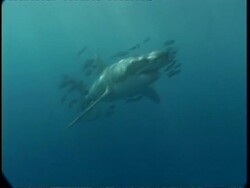 MS Tracking Great White Shark surrounded by shoal of fish, Guadalupe Island, Pacific Ocean Stock Footage