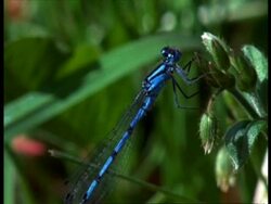 CU Damselfly (Enallagma cyathigerum) resting on plant, flies off, England Stock Footage