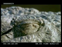 Crocodile - BCU eye, green eye closes & opens Stock Footage