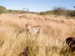 LS Feeding The Leopards Stock Footage