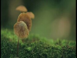 CU Toadstool growing on mossy log, Amazon Stock Footage