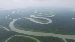 Aerial over s-shaped mangrove forest Stock Footage