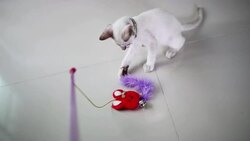 Kitten playing toy. Stock Footage