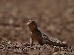 Egyptian Mastigure (Uromastyx aegyptia)- a Dinosaur-like agama, slipping into his den and digs, Negev desert, Israel Stock Footage