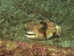 Ballonfish, Mexico  Stock Footage