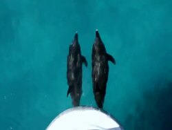 MS TS DS Two spotted dolphin swimming surface in ocean / At sea, At sea, Bahamas Stock Footage