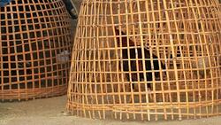 Local Cock in the rural Stock Footage