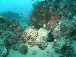 MS Paint spotted moray eel lying between rocks pushing water over gills / Matola, Maputo, Mozambique Stock Footage