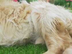 HD: Kitten And Dog Sleeping Together Stock Footage