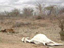 Two dead cows by the road Stock Footage