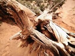 MS CU ZO Rotting of dead tree in extreme desert climate / UTAH,United States   Stock Footage