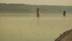 Gulls on Danube river Stock Footage