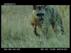 CU Aardwolf in long dry grass, foraging, walks to camera Stock Footage
