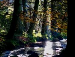 HD Autumn Forest with Creek (Loopable) Stock Footage