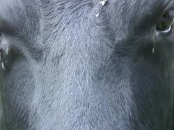 Cow head, closeup Stock Footage