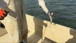 Blue catfish are overwhelming the natural ecosystem in the Chesapeake Bay, home to Maryland's famous blue crabs. Local officials hope the promotion of a growing commercial market can help keep the invasive species under control. (Nov. 12) News Clip