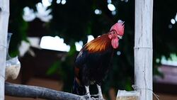 Rooster Stock Footage
