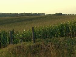 Fields of maize crops growing in Nebraska News Clip