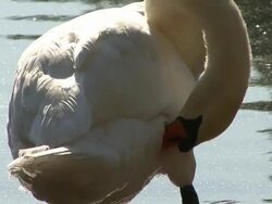 Grooming bird Stock Footage